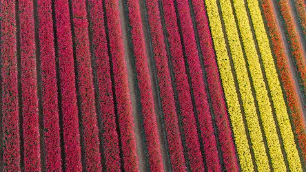 2025-04-27 Norfolk Tulips
